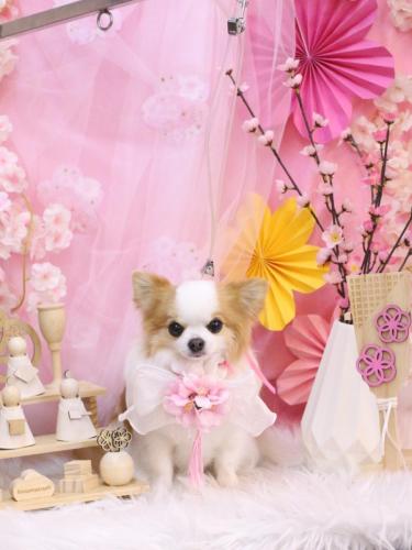 20250321りくくん